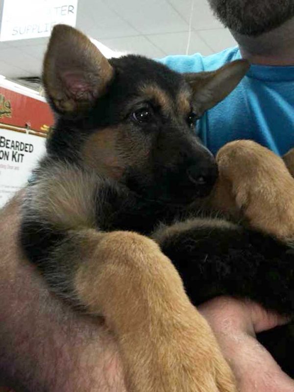 Bert's Pet Center Fish Dogs/Puppies & Grooming Reptiles Supplies