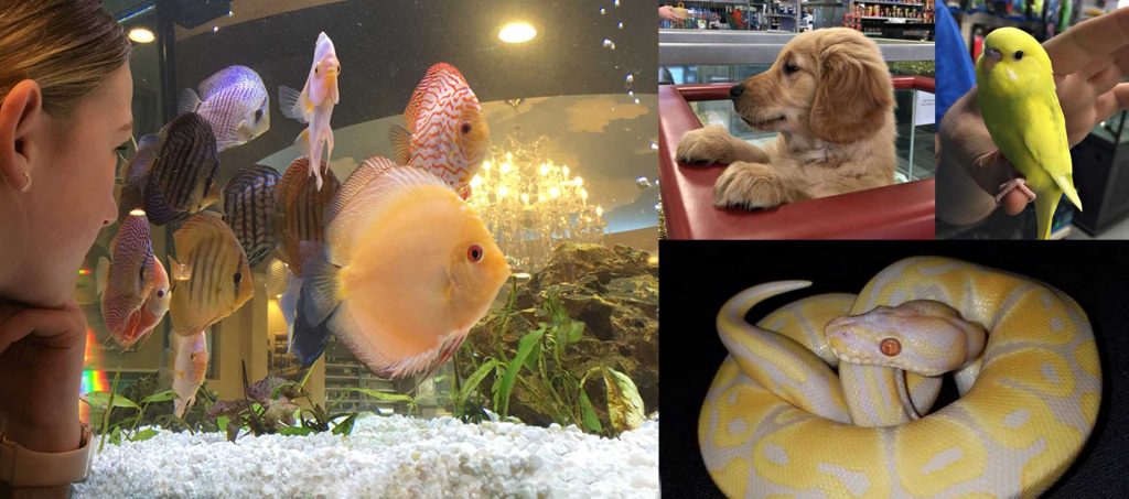 Bert s Pet Center Fish Dogs Puppies Grooming Reptiles