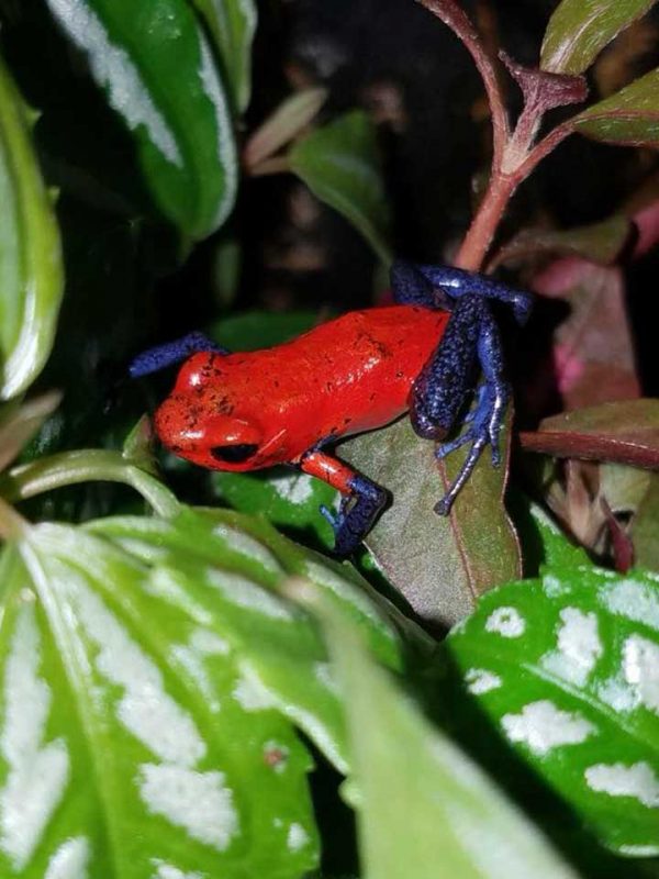 Bert's Pet Center Fish Dogs/Puppies & Grooming Reptiles Supplies