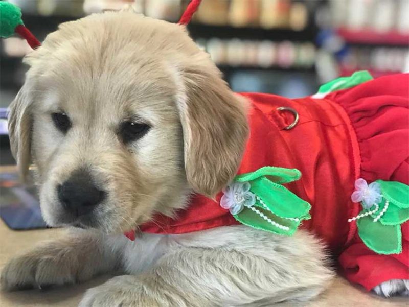 Grooming Bert's Pet Center